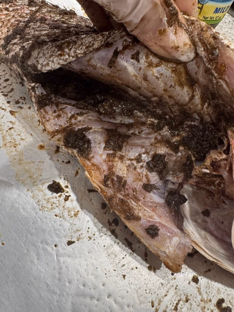 Raw Snapper with Cavity being held open to show Jerk seasoning