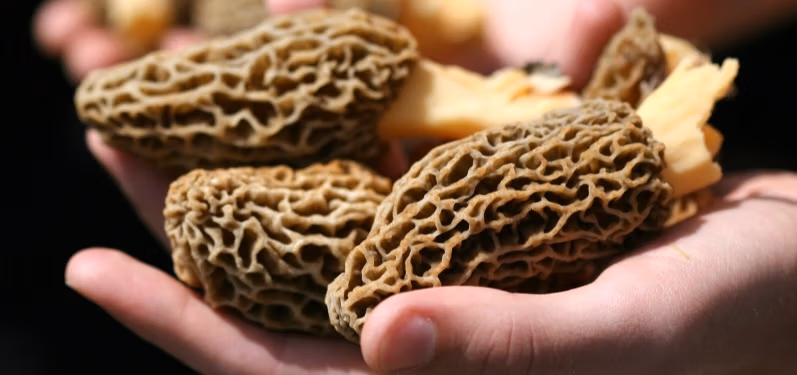 a handful of morel mushrooms