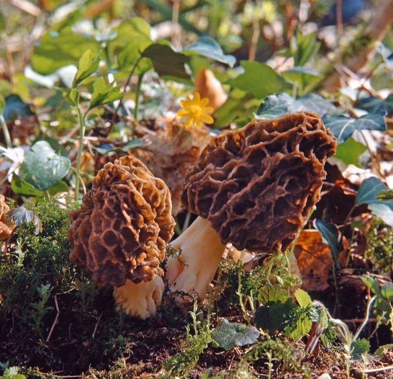 morel mushrooms growing in the wild